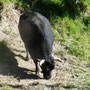 Des petites vaches de  la race Herens