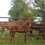 Région  des chevaux