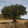 Un olivier trés ancien