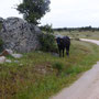 Beaucoup de petites vaches