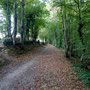 En forêt