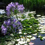 juli neusiedel, ullis gartenteich