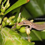 クサトベラの蜜を舐めるオガサワラヤモリ　Lepidodactylus lugubris