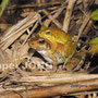 包接中のリュウキュウカジカガエル　Buergeria japonica