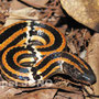ハイ　Sinomicrurus japonicus boettgeri