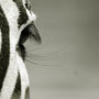 Detailansichten eines Zebras :-)
