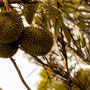 So wächst die beliebte Durian, die es an jeder Ecke zu kaufen gibt...