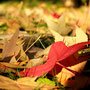 ...bei wunderschönem Herbstwetter