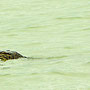Ein Leguan oder eine Seeschlange? Danach war uns nicht mehr nach baden ;-))