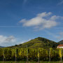 durch die wunderschönen Weinberge