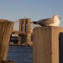 mit Blick auf die Brooklyn Bridge
