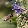Bourrache et abeille. Vendredi 27 mars 2020 Photographie : Christian Coulais