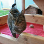 Wilma