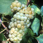 Cépage Melon de Bourgogne