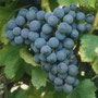 Cépage Grenache