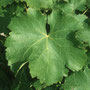 Feuille de Sauvignon