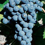 Cépage Cabernet Franc