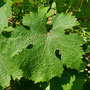 Feuille de Chenin