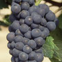 Cépage Pinot Noir