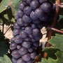 Cépage Pineau d'Aunis