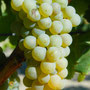 Cépage de Sauvignon