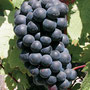 Cépage Gamay