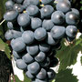 Cépage Cinsault