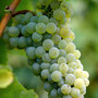 Cépage Chenin