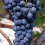 Cépage Syrah