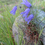 Ausgeschnittene Glockenblume / Saflischtal