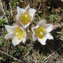 Schwefel-Anemone / Binntal