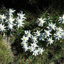 Edelweiss / Furggulti (Binntal)