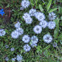 Kugelblume / Binntal