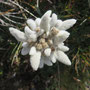 Edelweiss / Binntal