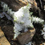 Distel / Binntal