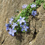 Mont Cenis-Glockenblume / Binntal