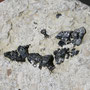 Zinkblende / Auenstein-Veltheim (Kanton Aargau)