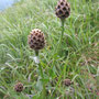 Skobiosen-Flockenblume / Binntal