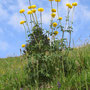 Europäische Trollblume / Chli Aubrig