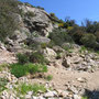 Elba / Grotta d'Oggi