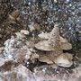 Detail aus Geode mit Rauchquarz und Calcit / Mexiko