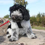 Schulhund Vega auf dem Birkenkopf