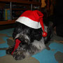 Schulhund Vega als Nikolaus