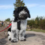 Schulhund Vega auf dem Birkenkopf