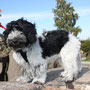 Schulhund Vega auf dem Birkenkopf