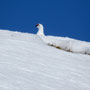 ein Schneehuhn Männchen mit den roten Balzrosen