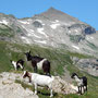 Blick zurück zum Naafkopf