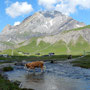 Ankunft auf der Engstligenalp