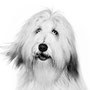 "Reduziert & klar - Minimalistische Tierfotografie"