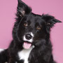 "Tierportrait mit Charakter - Ausdrucksstarke Studioaufnahme"